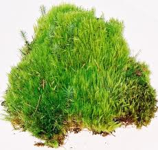 MOOD MOSS FRESH 1.6 CU FT 